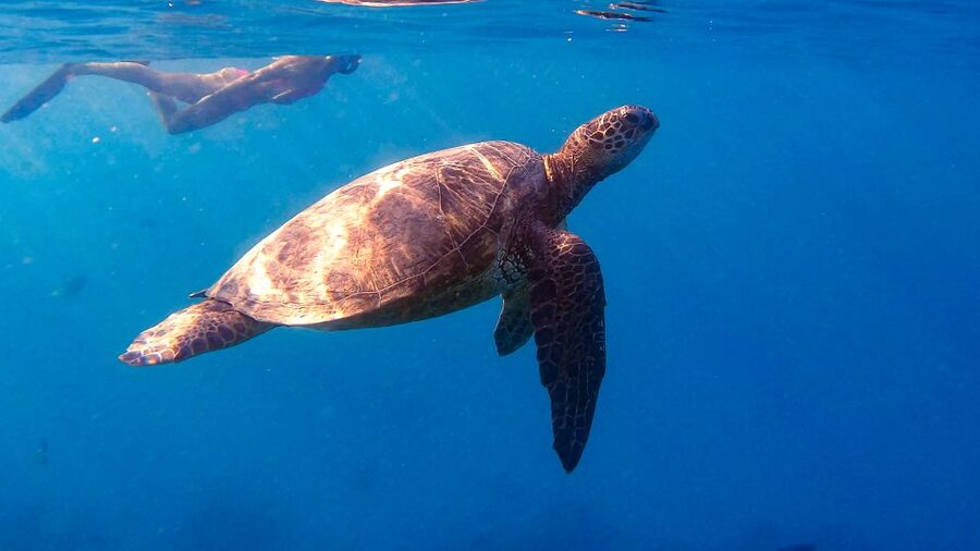 From Waikiki: Turtle Canyon Snorkeling Tour - A 2025 boat with room to move