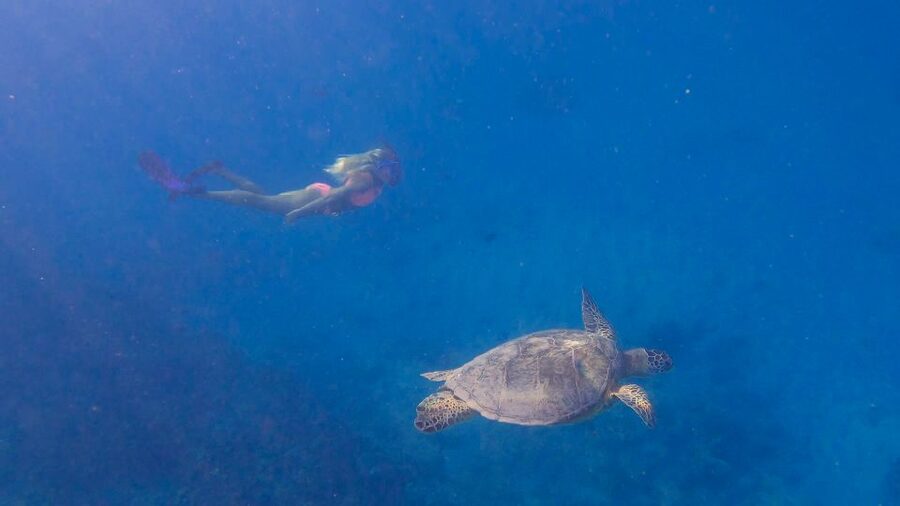 From Waikiki: Turtle Canyon Snorkeling Tour - Safety, swimming ability, and comfort