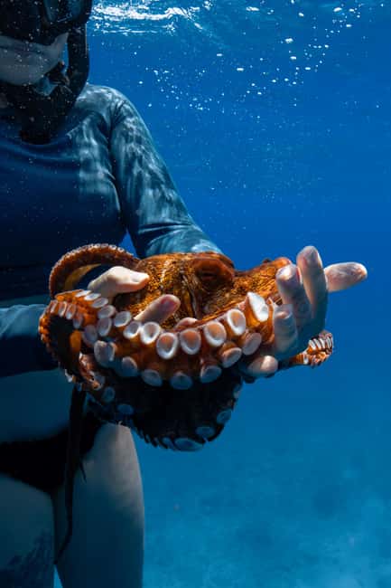From Waikiki: Turtle Canyon Snorkeling Tour - Who should book this Turtle Canyon trip?