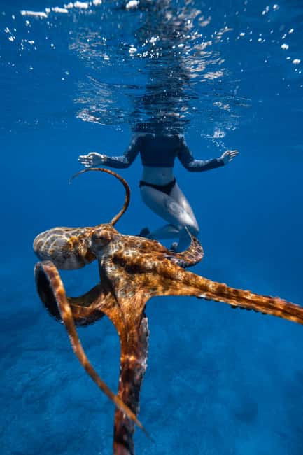 From Waikiki: Turtle Canyon Snorkeling Tour - Should you book it?