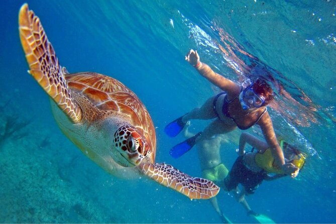 Full Day Oahu Circle Island -Turtle Beach Snorkel at North Shore - Key things to know before booking