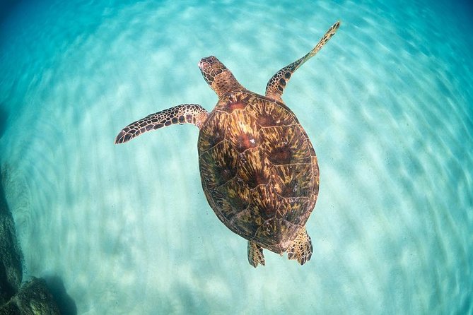 Full Day Oahu Circle Island -Turtle Beach Snorkel at North Shore - Halona Blowhole and Oahu’s southeastern shore
