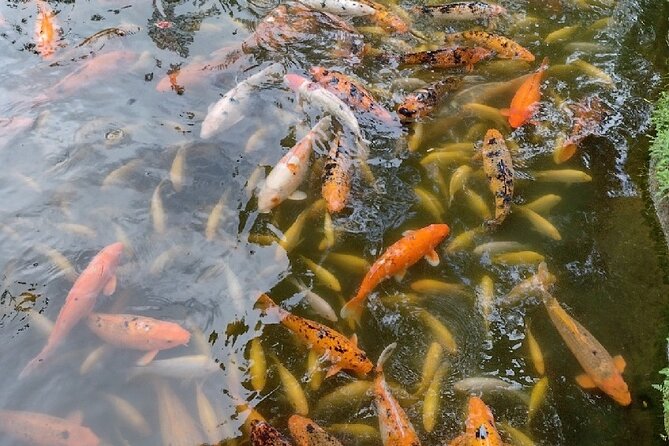 Full Day Oahu Tour with Byodo Temple & Waimea Waterfalls - North Shore lunch and the shrimp stop