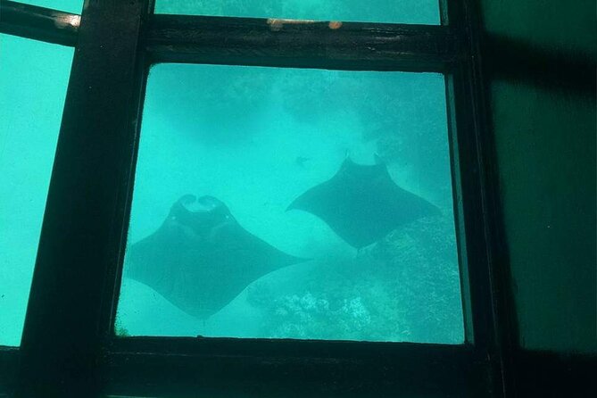 Glass-Bottom Boat Cruise from Waikoloa - How the $50 price measures up