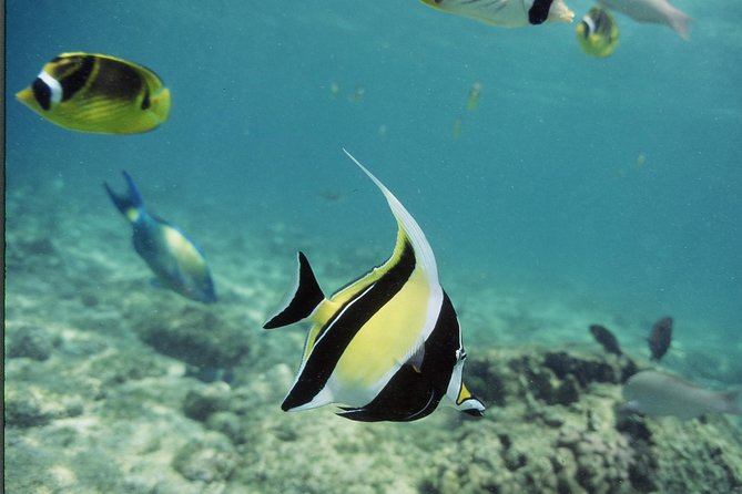 Glass-Bottom Boat Reef Tour - $72 value: who gets their money’s worth