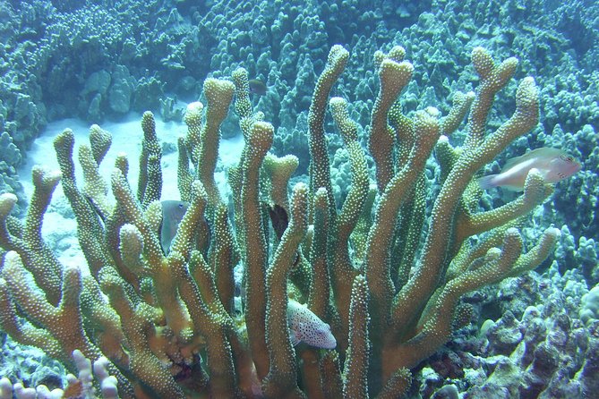 Glass-Bottom Boat Reef Tour - When to choose this over snorkeling