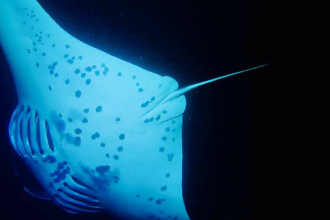 Glow of the Deep: Night Snorkeling with Manta Rays - The rays, the lights, and respectful viewing