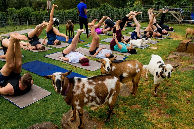 Goat Yoga with Miniature Goats In Maui - What the two-hour class feels like