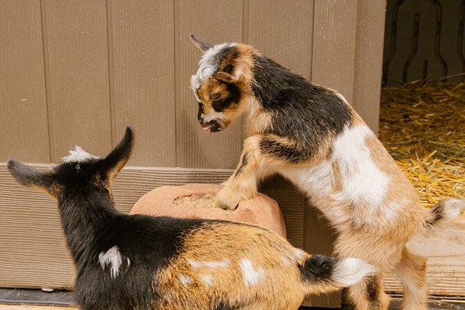 Goat Yoga with Miniature Goats In Maui - Why the views make the class worthwhile