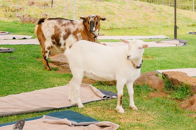 Goat Yoga with Miniature Goats In Maui - A strong choice for families and mixed groups