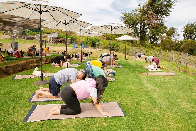 Goat Yoga with Miniature Goats In Maui - The $59 price and what you receive