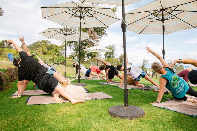 Goat Yoga with Miniature Goats In Maui - What to bring and how to prepare