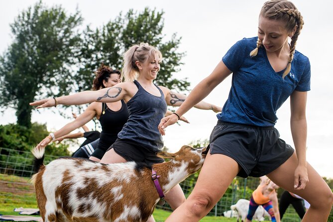 Goat Yoga with Miniature Goats In Maui - Group size, booking, and cancellation caution