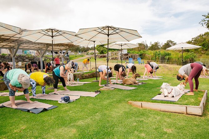 Goat Yoga with Miniature Goats In Maui - Meeting Kai in Kula at 9:30 a.m.