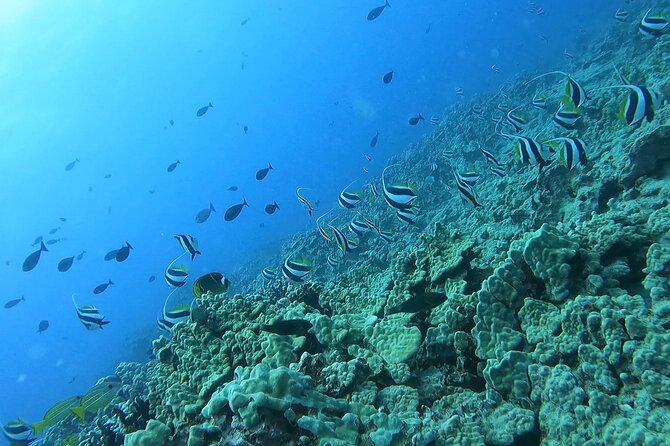Guided Snorkel Tour for Beginners in Honolulu - A gentle start in Honolulu’s reef water