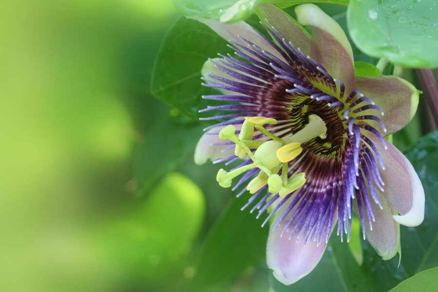 Haiku: Waterfall, Rainforest, and Handcrafted Chocolate Tour - A garden tied to Hawaii’s last great king
