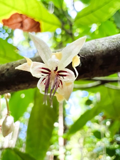 Haiku: Waterfall, Rainforest, and Handcrafted Chocolate Tour - Walking into a small, lush rainforest