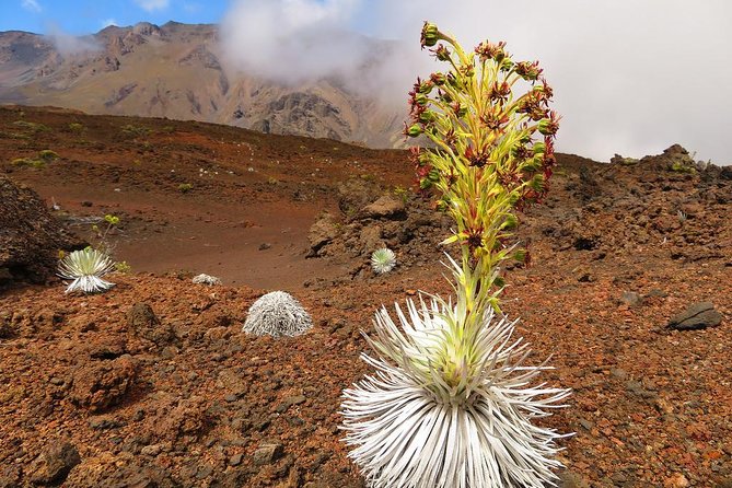 Haleakala Sunrise Best Guided Bike Tour with Bike Maui - Starting the ride at 6,500 feet