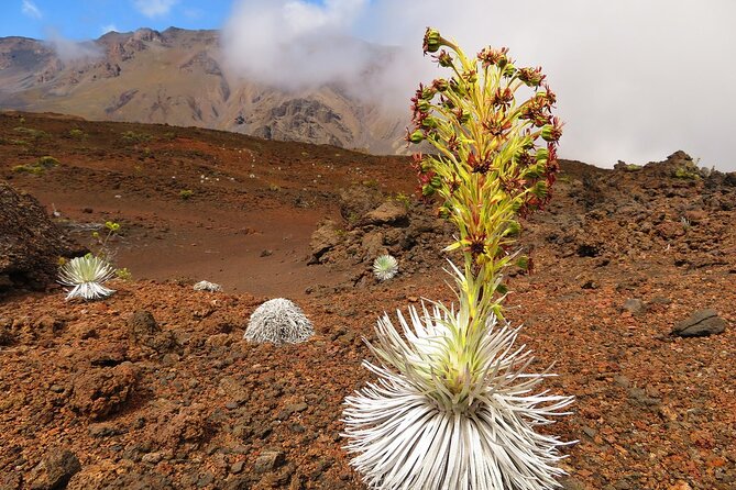 Haleakala Sunrise Best Self-Guided Bike Tour - Guides, Safety, and the Human Side of the Tour