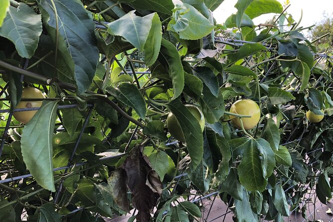 Hamakua Coast Farm Small-Group Walking and Tasting Tour - Timing, meeting point, and physical demands