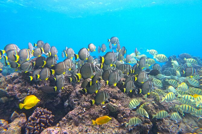 Hanauma Bay Guided Snorkel Tour (with guaranteed entrance time) - The real cost of the $99 tour