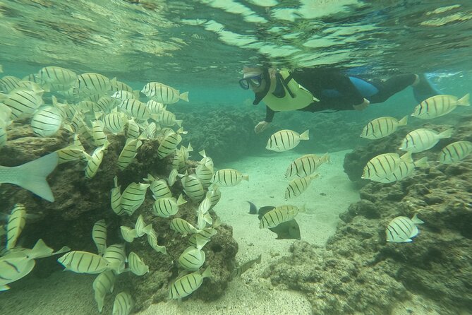 Hanauma Bay Guided Snorkeling Tour with Transportation - Why a guide changes the Hanauma Bay experience