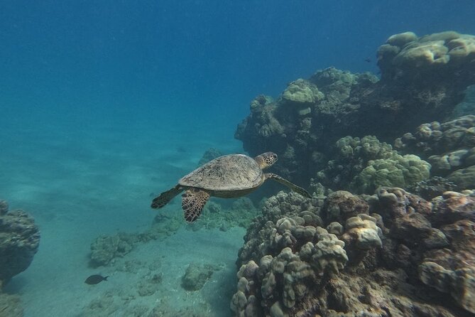 Hanauma Bay Guided Snorkeling Tour with Transportation - What happens on the beach before you swim