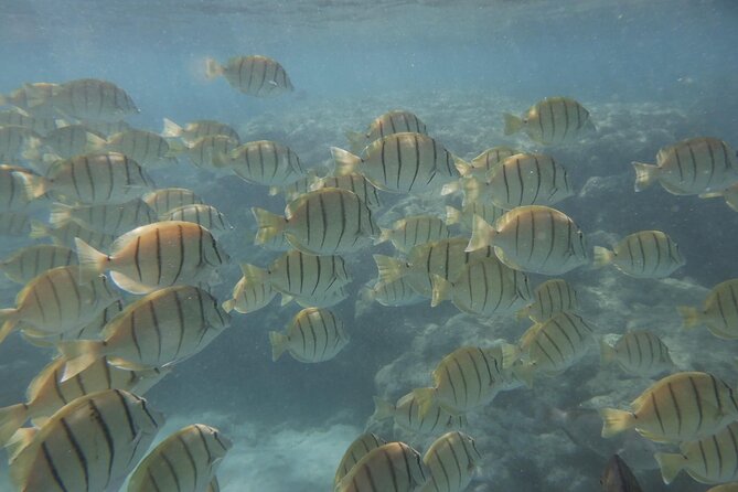 Hanauma Bay Guided Snorkeling Tour with Transportation - About one hour in Hanauma Bay’s water