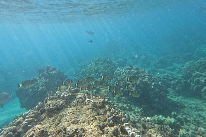 Hanauma Bay Guided Snorkeling Tour with Transportation - Photos, videos, and the practical extras
