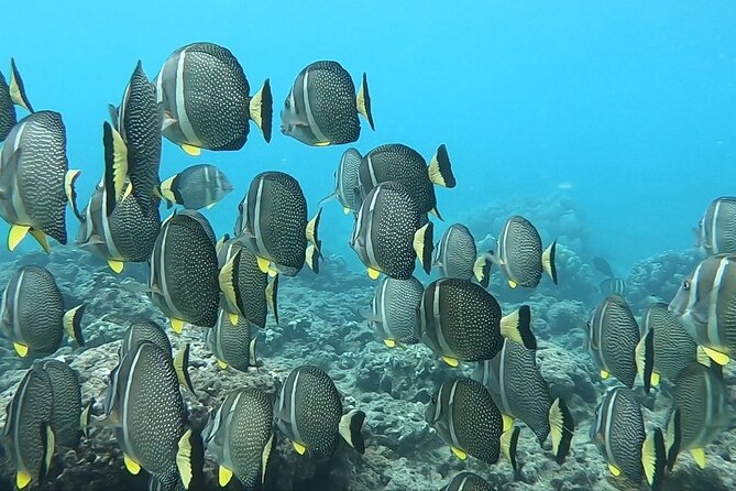 Hanauma Bay Guided Snorkeling Tour with Transportation - Is $115 plus admission good value?