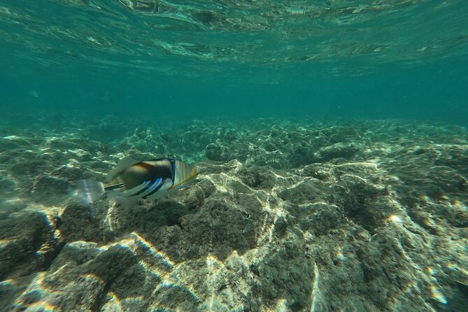 Hanauma Bay Guided Snorkeling Tour with Transportation - Choosing between morning and afternoon