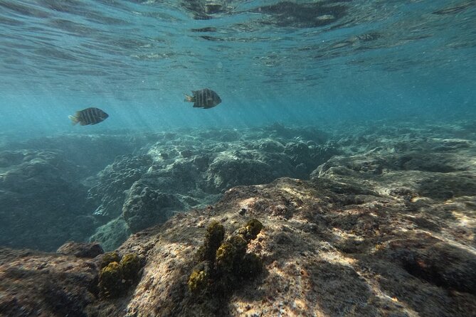 Hanauma Bay Guided Snorkeling Tour with Transportation - Who will get the most from this tour