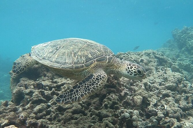 Hanauma Bay Guided Snorkeling Tour with Transportation - The early morning arrival at 7:00 AM