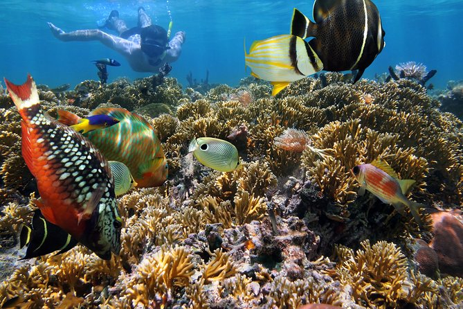 Hanauma Bay Snorkeling - The timing, waiting, and return trip