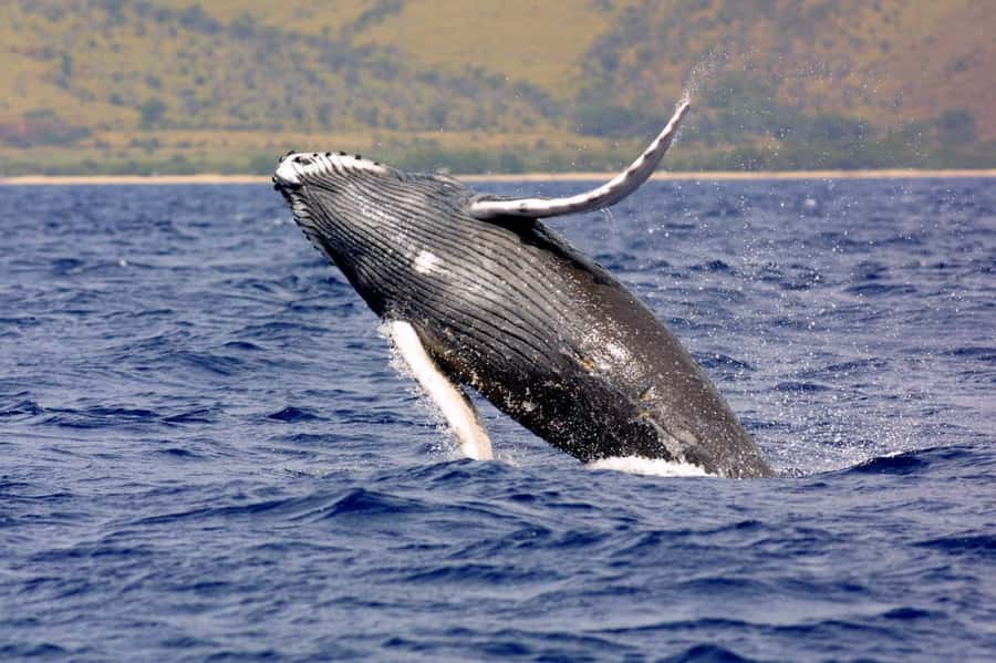 Hilo: Humpback Whale-Watching Cruise with Snacks and Drinks - Why Hilo is a good place for a whale cruise