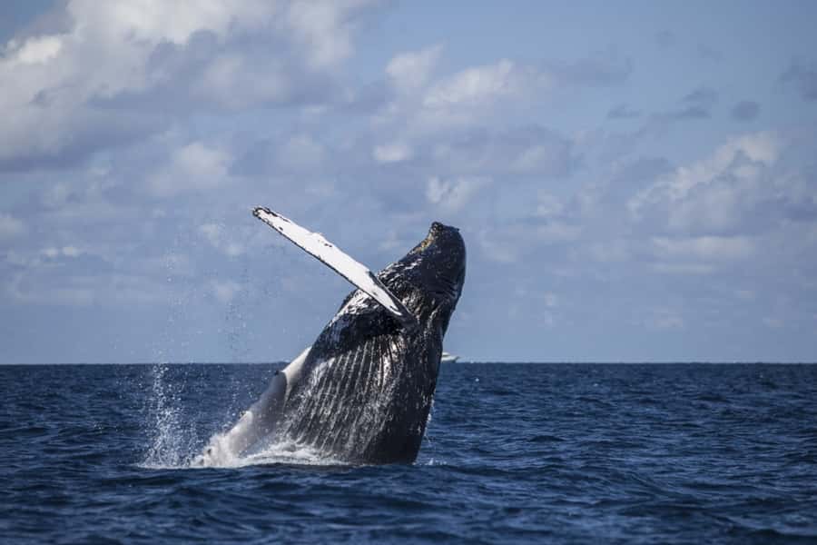 Hilo: Humpback Whale-Watching Cruise with Snacks and Drinks - How the $175 price measures up