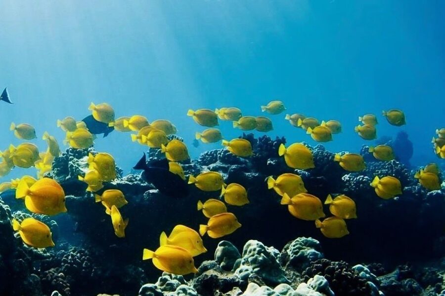 Hilo: Sea Turtle Lagoon and Black Sand Beach Snorkel - What the three-hour Hilo snorkel is really like