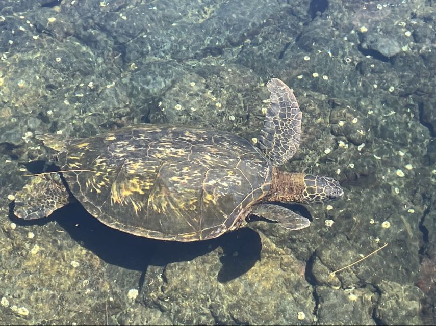 Hilo: Sea Turtle Lagoon and Black Sand Beach Snorkel - First stop: getting comfortable in Hilo’s coastal water