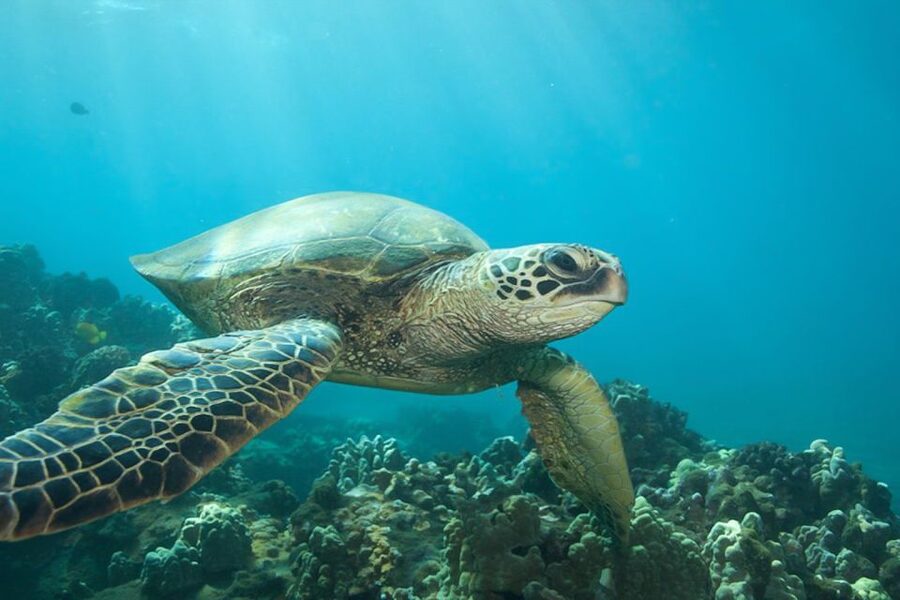 Hilo: Sea Turtle Lagoon and Black Sand Beach Snorkel - Final call: is the $150 price worth it?