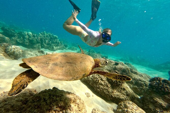 Hilo Sea Turtle Snorkel Adventure - Key points to know before booking