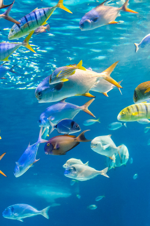 Honolulu: Glass Bottom Boat Tour along Oahu's South Shore - Key points to know before you book