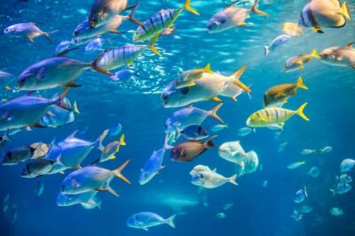 Glass Bottom Boat Tour along Oahu’s South Shore