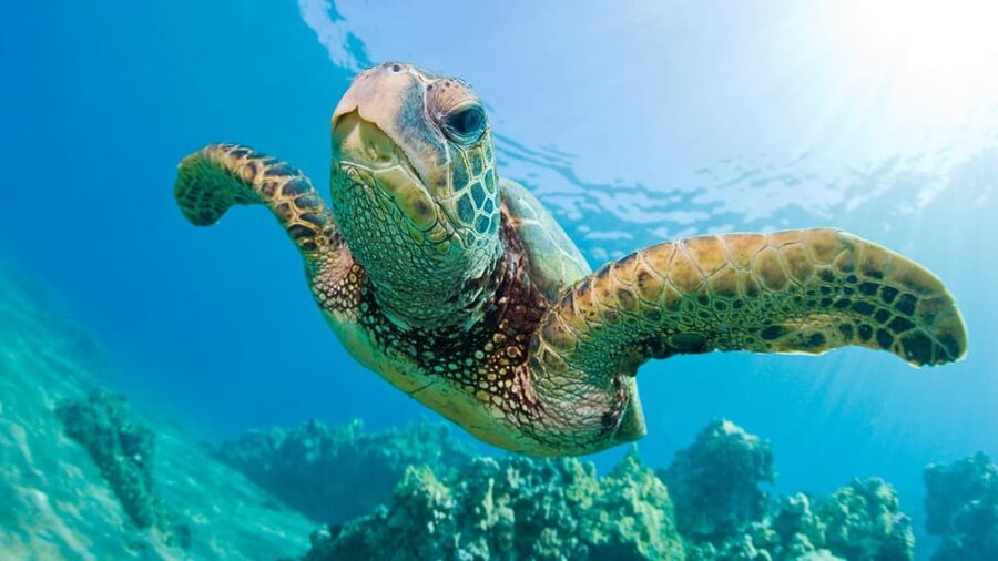 Honolulu: Glass Bottom Boat Tour along Oahu's South Shore - Turtles, dolphins, and the luck factor