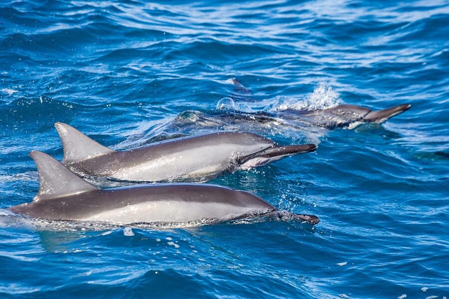 Honolulu: Glass Bottom Boat Tour along Oahu's South Shore - What to bring and how to get the most from the hour