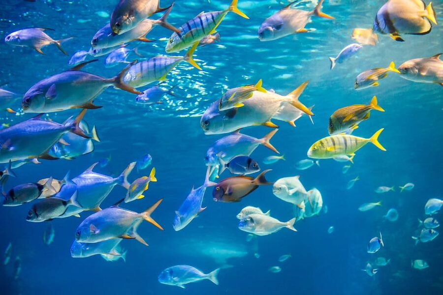 Honolulu: Glass Bottom Boat Tour along Oahu's South Shore - The glass windows and what you can actually see