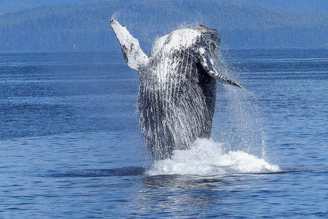 Humpback Whale and Dolphin Watch in Kona - Key points at a glance