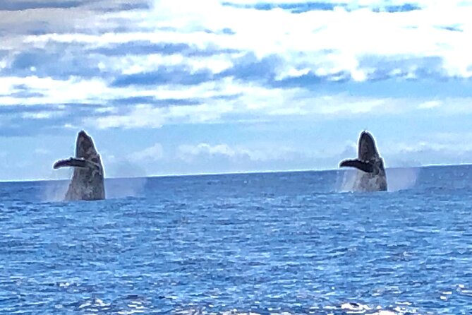 Humpback Whale and Dolphin Watch in Kona - A Kona whale watch built around the open sea