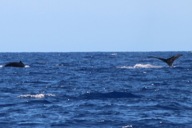 Humpback Whale and Dolphin Watch in Kona - The hydrophone makes the whale search more memorable
