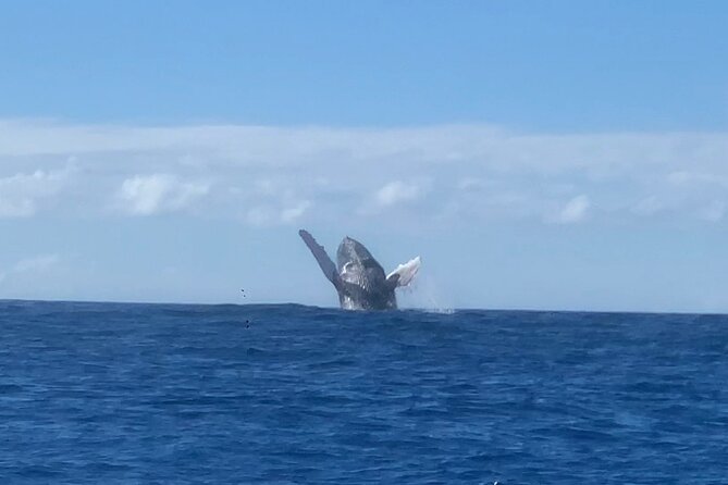 Humpback Whale and Dolphin Watch in Kona - A close look at the itinerary