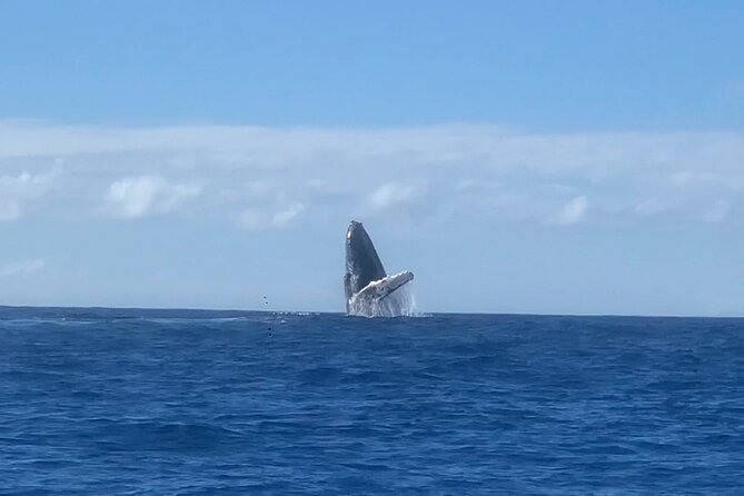 Humpback Whale and Dolphin Watch in Kona - Is $109 a fair price?